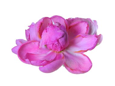                                beyaz arkaplanda izole edilmiş çiçek