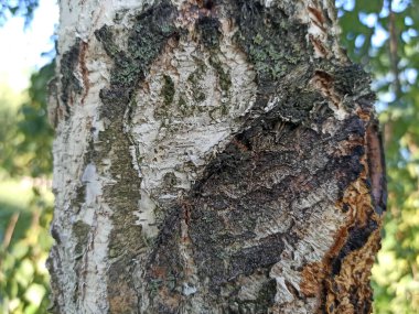 Ağaç kabuğu fotoğraflandı - yakın plan