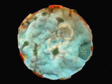 Beyaz arkaplanda küf izole edildi