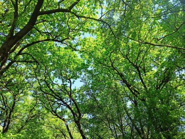 bahar ormanı yakın plan çekilmiş.