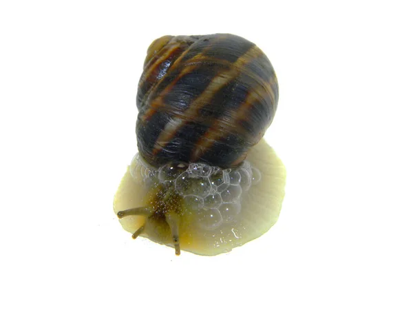Snail Isolated White Background — Stock Photo, Image