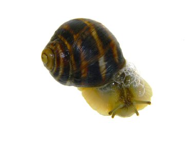                                Beyaz arkaplanda izole edilmiş salyangoz