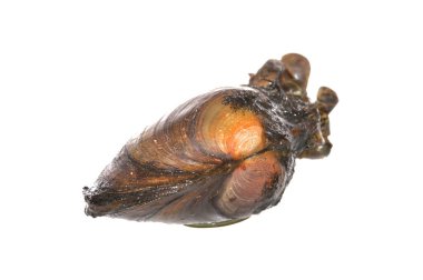 Nehir kabuğu beyaz arkaplanda izole edildi