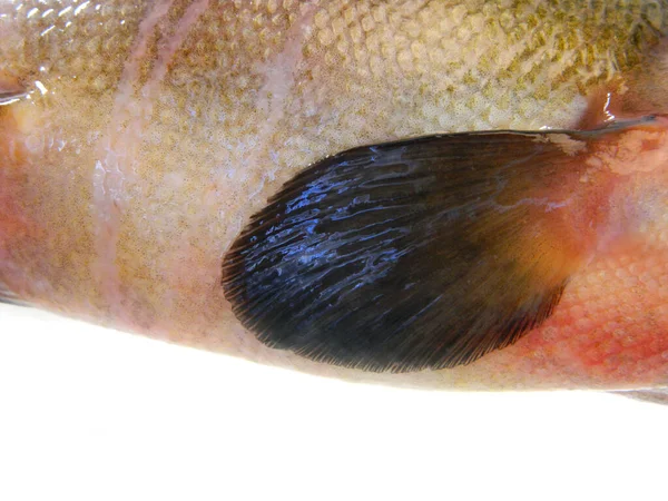 Жива Риба Ізольована Білому Тлі — стокове фото