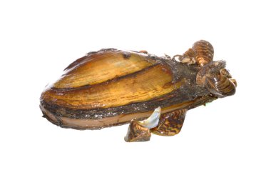 Nehir kabuğu beyaz arkaplanda izole edildi