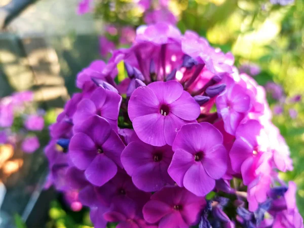 Sommerblumen Blumenbeet Nahaufnahme — Stockfoto