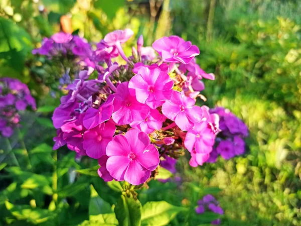 Sommerblumen Blumenbeet Nahaufnahme — Stockfoto