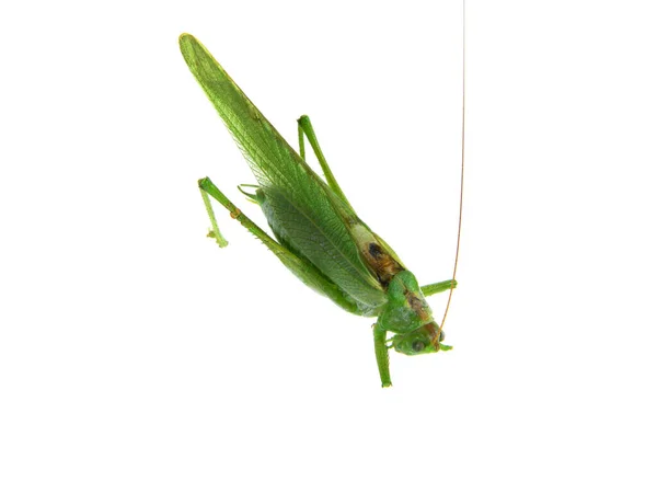 Heuschrecke Isoliert Auf Weißem Hintergrund — Stockfoto