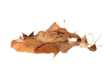 beyaz arkaplanda kuru yapraklar izole