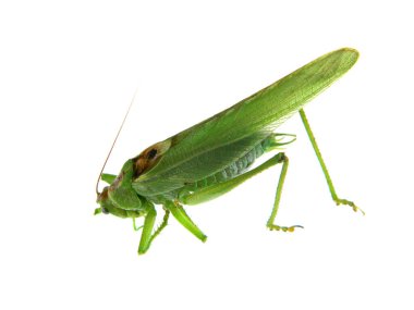                                Çekirge beyaz arkaplanda izole edildi