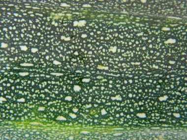                                Beyaz arkaplanda izole edilmiş sebze iliği