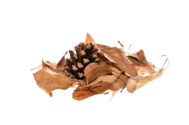 Beyaz arkaplanda çam kozalağı izole