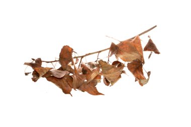 beyaz arkaplanda kuru yapraklar izole
