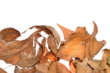 beyaz arkaplanda kuru yapraklar izole