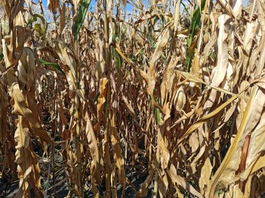 Yazın köydeki bir mısır tarlasının fotoğrafı. Yakın plan.