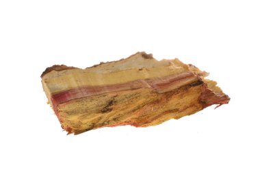 Beyaz arkaplanda ağaç kabuğu izole