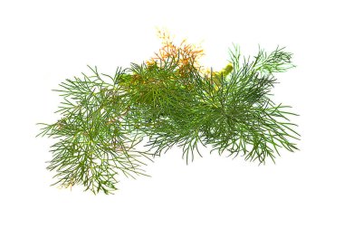 Dill beyaz arkaplanda izole edildi