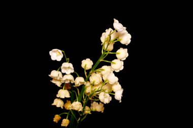 bahar çiçekleri siyah arkaplanda izole