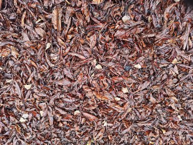 Sonbahar yağmurdan sonra yol - yakın çekim