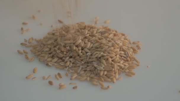 Grana di farina d'avena su fondo bianco — Video Stock