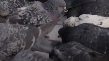 Güvercinler kış bahçesinde sürüsü. Yakın çekim.