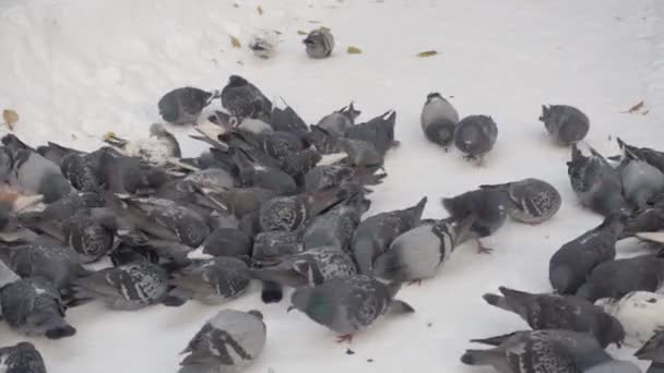 冬の庭の鳩の群れ — ストック動画