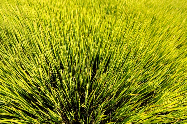 Hermoso campo de arroz en la mañana —  Fotos de Stock