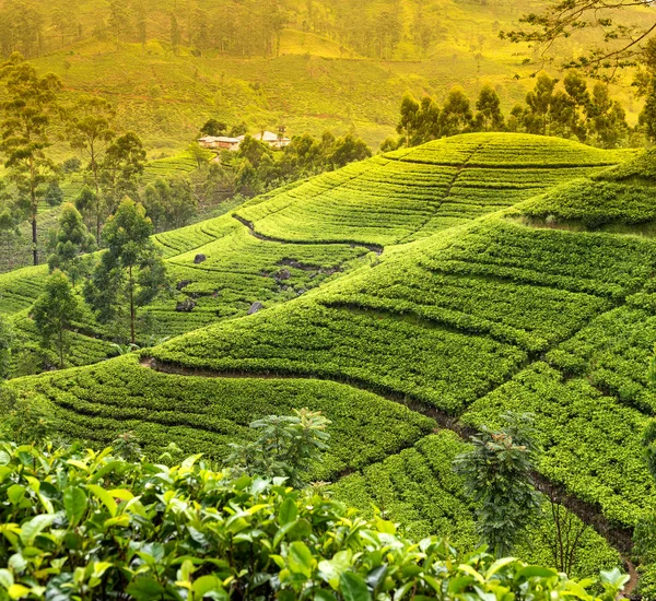 Чайная плантация утром — стоковое фото