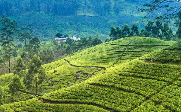 Tea plantation in the morning — Stock Photo, Image