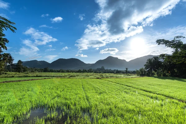 Hermoso campo de arroz en la mañana —  Fotos de Stock