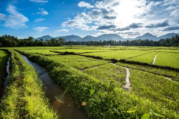 Hermoso campo de arroz —  Fotos de Stock