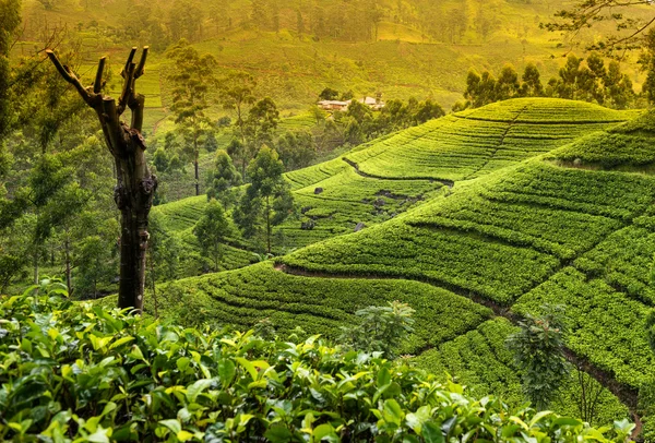 Чайная плантация утром — стоковое фото