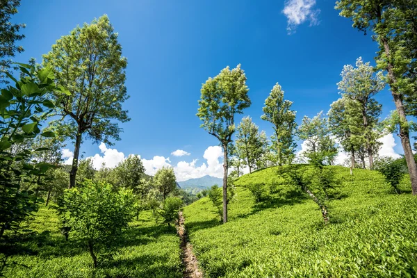 Finca de té en srilanka —  Fotos de Stock