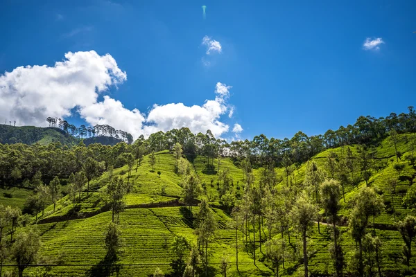 Plantação de chá pela manhã — Fotografia de Stock