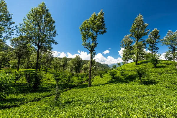 Finca de té en srilanka — Foto de Stock