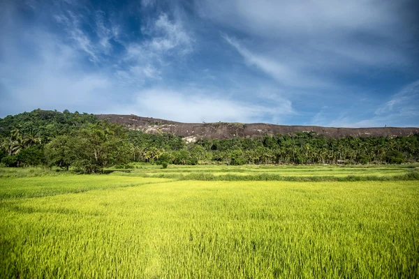 스리랑카의 아름 다운 풍경 — 스톡 사진