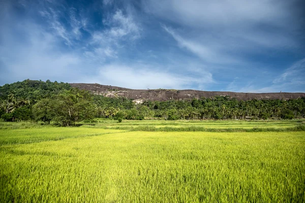 Sri Lanka güzel manzara — Stok fotoğraf