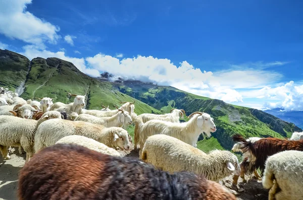 Yolda birçok keçi — Stok fotoğraf