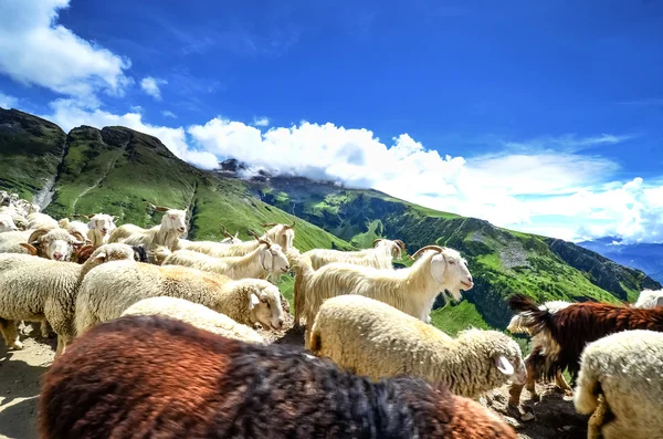 Yolda birçok keçi — Stok fotoğraf