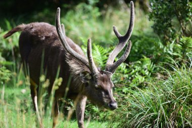 Elk Horton Akdağ