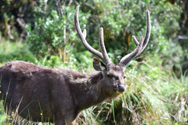 Elk Horton Akdağ