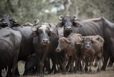 ormanda büyük buffalos