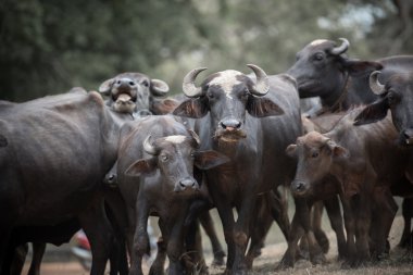 ormanda büyük buffalos