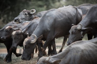 ormanda büyük buffalos