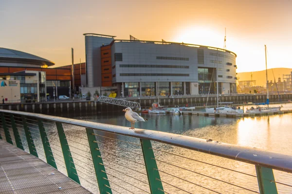 Ciudad de Belfast al atardecer — Foto de Stock