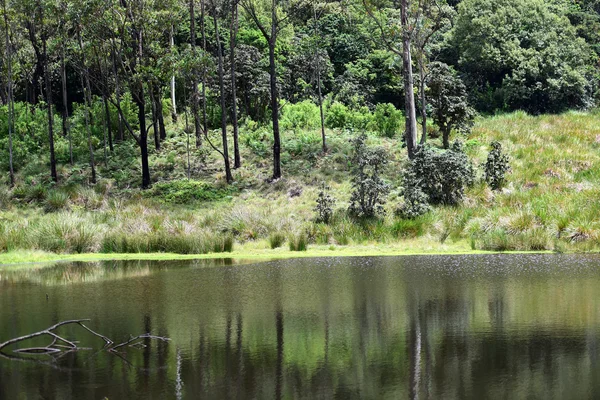 Národní park Horton Plains — Stock fotografie