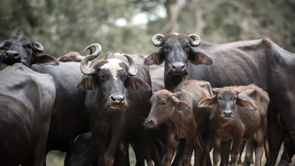 Grote buffels in de jungle — Stockfoto