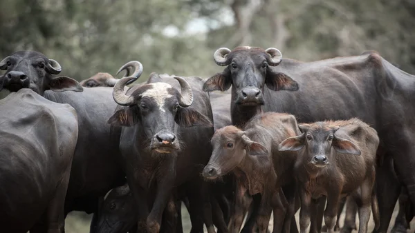 Grote buffels in de jungle — Stockfoto