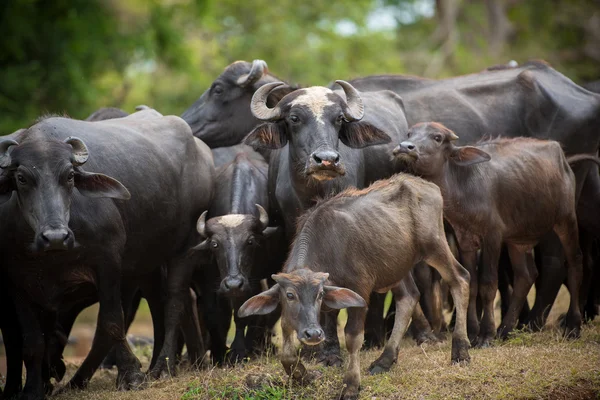 Великі буйволи в джунглях — стокове фото