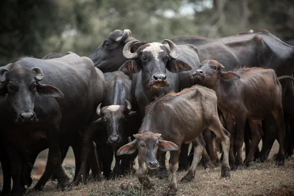 Big buffalos in the jungle — Stock Photo, Image